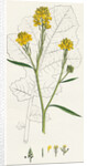 Brassica Nigra Black Mustard by Anonymous