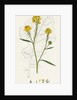 Brassica Nigra Black Mustard by Anonymous