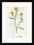 Brassica Nigra Black Mustard by Anonymous