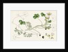 Ranunculus Peltatus Vulgaris Common Water-Crowfoot by Anonymous