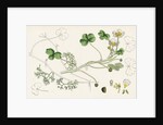 Ranunculus Peltatus Vulgaris Common Water-Crowfoot by Anonymous
