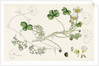 Ranunculus Peltatus Vulgaris Common Water-Crowfoot by Anonymous