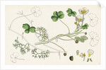 Ranunculus Peltatus Vulgaris Common Water-Crowfoot by Anonymous