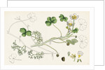 Ranunculus Peltatus Vulgaris Common Water-Crowfoot by Anonymous