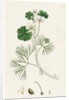 Ranunculus Heterophyllus Various Leaved Water-Crowfoot by Anonymous