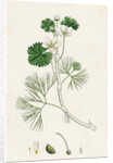 Ranunculus Heterophyllus Various Leaved Water-Crowfoot by Anonymous