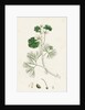 Ranunculus Heterophyllus Various Leaved Water-Crowfoot by Anonymous