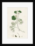 Ranunculus Heterophyllus Various Leaved Water-Crowfoot by Anonymous