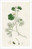 Ranunculus Heterophyllus Various Leaved Water-Crowfoot by Anonymous