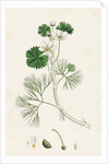 Ranunculus Heterophyllus Various Leaved Water-Crowfoot by Anonymous