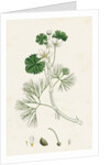 Ranunculus Heterophyllus Various Leaved Water-Crowfoot by Anonymous