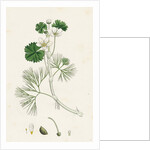 Ranunculus Heterophyllus Various Leaved Water-Crowfoot by Anonymous