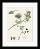 Ranunculus Drouetii Drouet's Water-Crowfoot by Anonymous