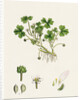 Ranunculus Tripartitus Three-Lobed Water-Crowfoot- by Anonymous