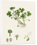 Ranunculus Tripartitus Three-Lobed Water-Crowfoot- by Anonymous