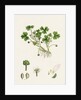Ranunculus Tripartitus Three-Lobed Water-Crowfoot- by Anonymous