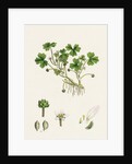 Ranunculus Tripartitus Three-Lobed Water-Crowfoot- by Anonymous