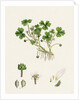 Ranunculus Tripartitus Three-Lobed Water-Crowfoot- by Anonymous