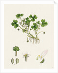 Ranunculus Tripartitus Three-Lobed Water-Crowfoot- by Anonymous