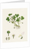 Ranunculus Tripartitus Three-Lobed Water-Crowfoot- by Anonymous