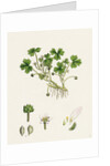 Ranunculus Tripartitus Three-Lobed Water-Crowfoot- by Anonymous