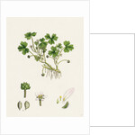 Ranunculus Tripartitus Three-Lobed Water-Crowfoot- by Anonymous