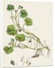 Ranunculus Lenormandi Lenormand's Water-Crowfoot by Anonymous