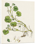 Ranunculus Lenormandi Lenormand's Water-Crowfoot by Anonymous
