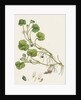 Ranunculus Lenormandi Lenormand's Water-Crowfoot by Anonymous