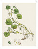 Ranunculus Lenormandi Lenormand's Water-Crowfoot by Anonymous
