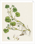 Ranunculus Lenormandi Lenormand's Water-Crowfoot by Anonymous
