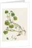 Ranunculus Lenormandi Lenormand's Water-Crowfoot by Anonymous