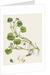 Ranunculus Lenormandi Lenormand's Water-Crowfoot by Anonymous