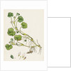 Ranunculus Lenormandi Lenormand's Water-Crowfoot by Anonymous