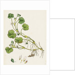 Ranunculus Lenormandi Lenormand's Water-Crowfoot by Anonymous