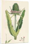 Dipsacus Fullonum Cultivated Teasel by Anonymous