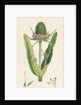 Dipsacus Fullonum Cultivated Teasel by Anonymous