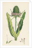 Dipsacus Fullonum Cultivated Teasel by Anonymous