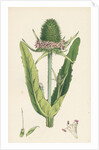 Dipsacus Fullonum Cultivated Teasel by Anonymous