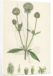 Dipsacus Pilosus Small Teasel by Anonymous