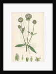 Dipsacus Pilosus Small Teasel by Anonymous