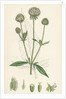 Dipsacus Pilosus Small Teasel by Anonymous