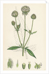 Dipsacus Pilosus Small Teasel by Anonymous