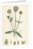 Dipsacus Pilosus Small Teasel by Anonymous
