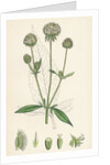 Dipsacus Pilosus Small Teasel by Anonymous