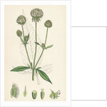 Dipsacus Pilosus Small Teasel by Anonymous