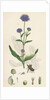 Scabiosa Succisa Devil's-Bit Scabious by Anonymous