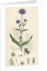 Scabiosa Succisa Devil's-Bit Scabious by Anonymous