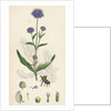 Scabiosa Succisa Devil's-Bit Scabious by Anonymous