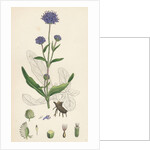 Scabiosa Succisa Devil's-Bit Scabious by Anonymous